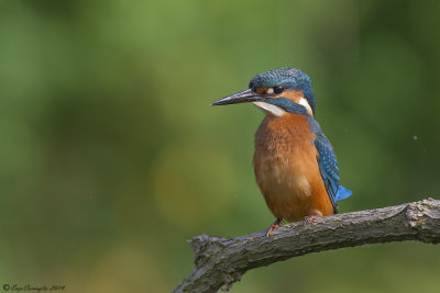 Martin pescatore - Kingfisher (Alcedo atthis)