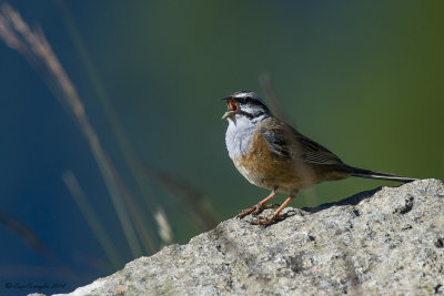 Zigolo muciatto (Emberiza cia)