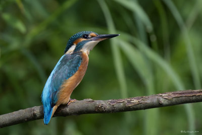 Martin pescatore (Alcedo atthis)