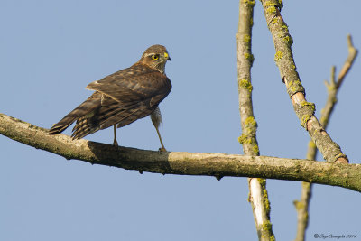 Sparviere juv. - Sparrowhawk (Accipiter nisus)
