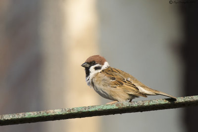 Passera mattugia (Passer montanus)