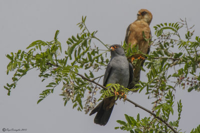 Falco cuculo - Red-footed Falcon (Falco vespertinus)