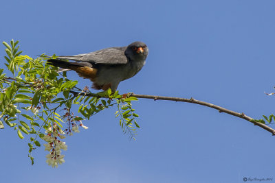 Falco cuculo - Red-footed Falcon (Falco vespertinus)