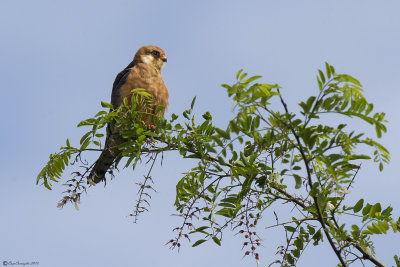 Falco cuculo - Red-footed Falcon (Falco vespertinus)
