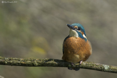 Martin pescatore (Alcedo atthis)