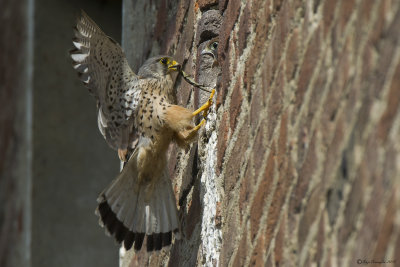 Gheppio (Falco tinnunculus)