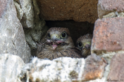 Gheppio (Falco tinnunculus)