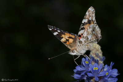 Vanessa cardui