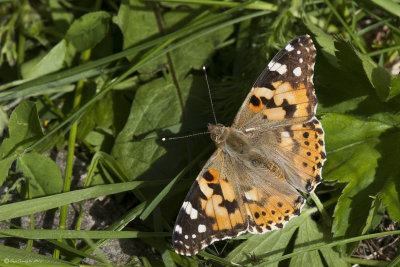 Vanessa cardui