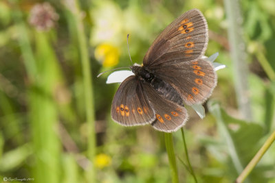 Erebia alberganus