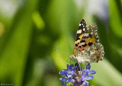 Vanessa cardui