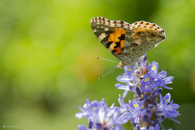 vanessa cardui