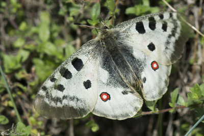 Parnassius apollo