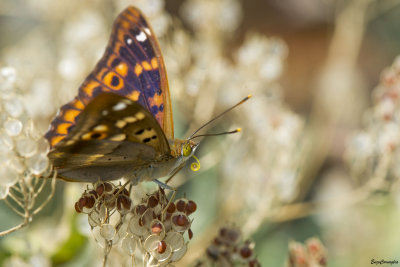 Apatura ilia