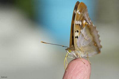 Apatura ilia