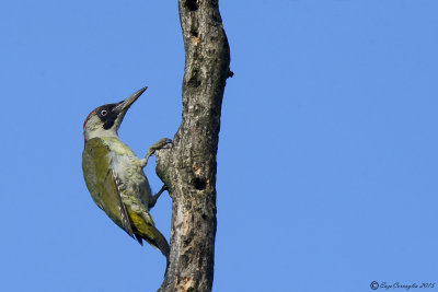 Picus viridis