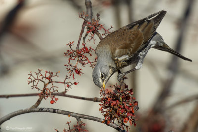 Cesena (Turdus pilaris)