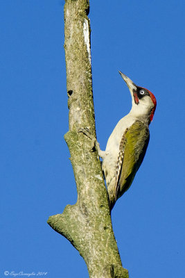 Picchio verde - Picus viridis