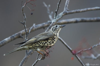 Tordela (Turdus viscivorus)