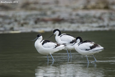 Avocetta - Avocet (Recurvirostra avosetta)