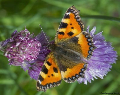 Aglais urticae