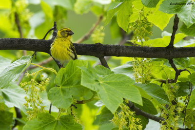 Verzellino (Serinus serinus)