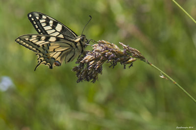 Papilio machaon