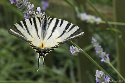 Iphiclides podalirius