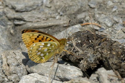 Argynnis aglaja