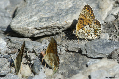 Melitaea phoebe