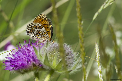 Melitaea phoebe