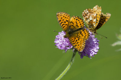 Boloria euphrosyne
