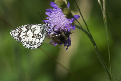 Melanargia galathea