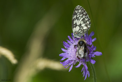 Melanargia galathea
