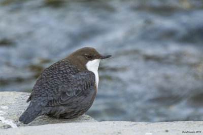 Merlo acquaiolo - Dipper (Cinclus cinclus)