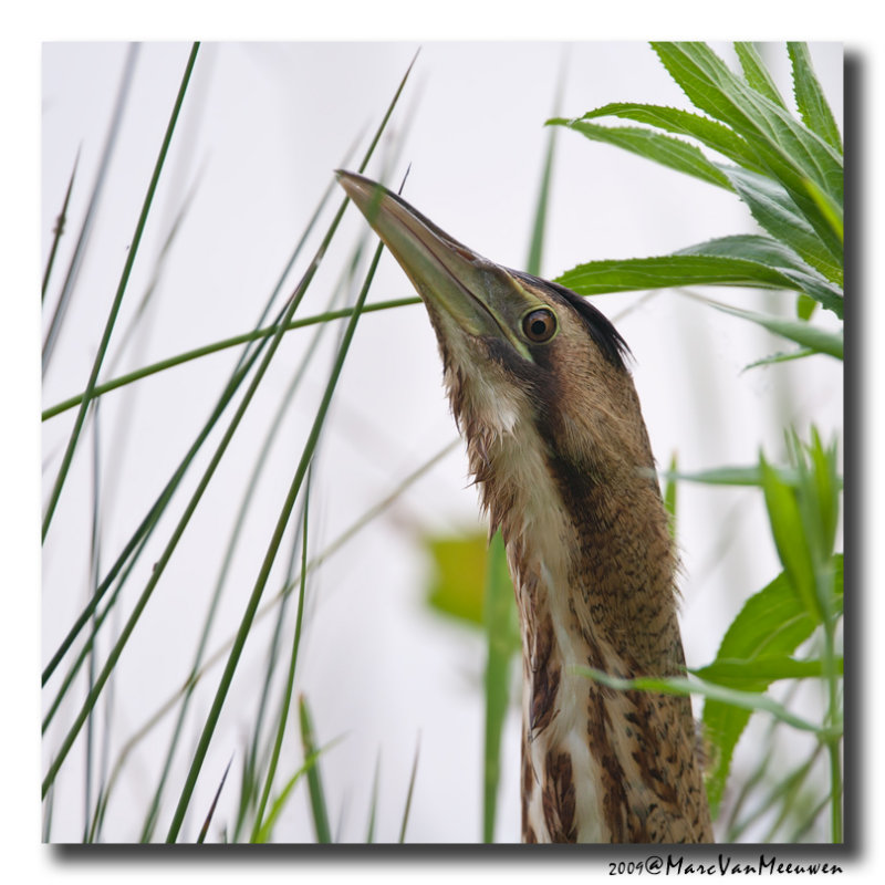 Roerdomp - Great Bittern 