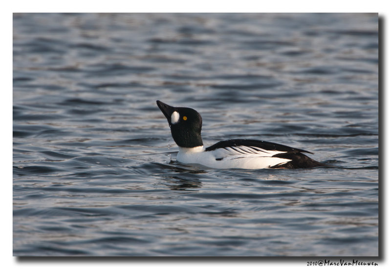 Brilduiker - Goldeneye 
