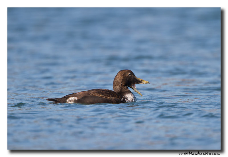 Eider - Common Eider 