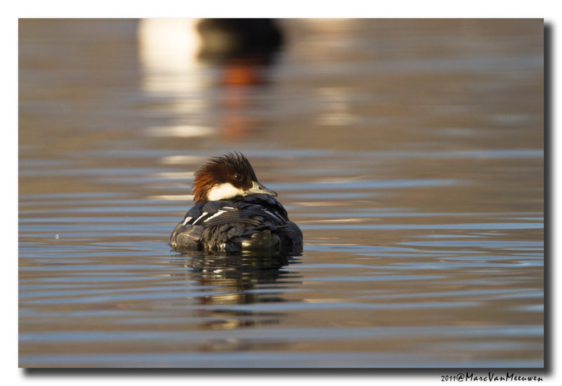 Nonnetje - Smew 
