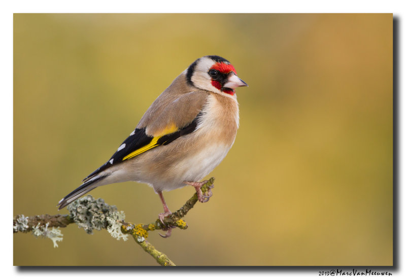 Putter - Goldfinch 