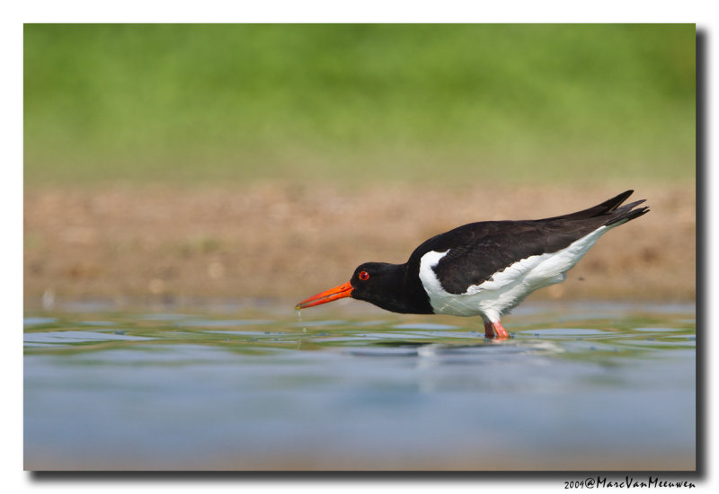 Scholekster - Oystercatcher 20100711