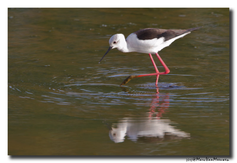 Steltkluut - Black-winged Stilt 20120501