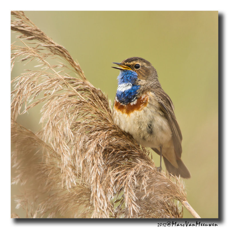 Blauwborst - Bluethroat 2012