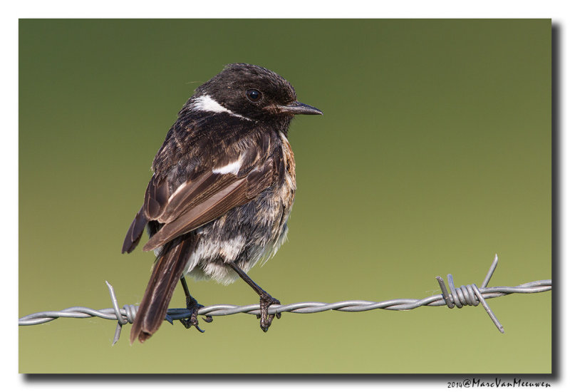 Roodborsttapuit - Stonechat 20140724