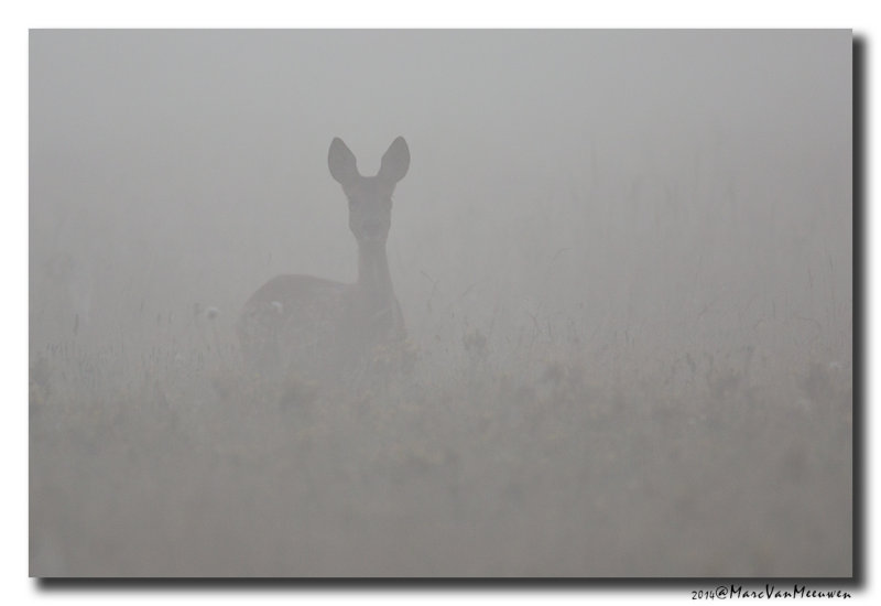 Ree - Roe Deer 20140805
