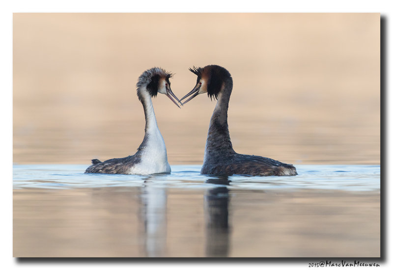 Fuut - Great Crested Grebe 20150305