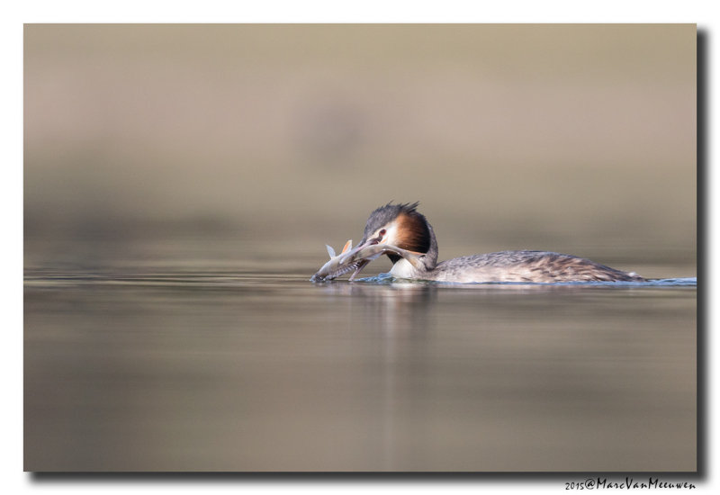 Fuut - Great Crested Grebe 20150309