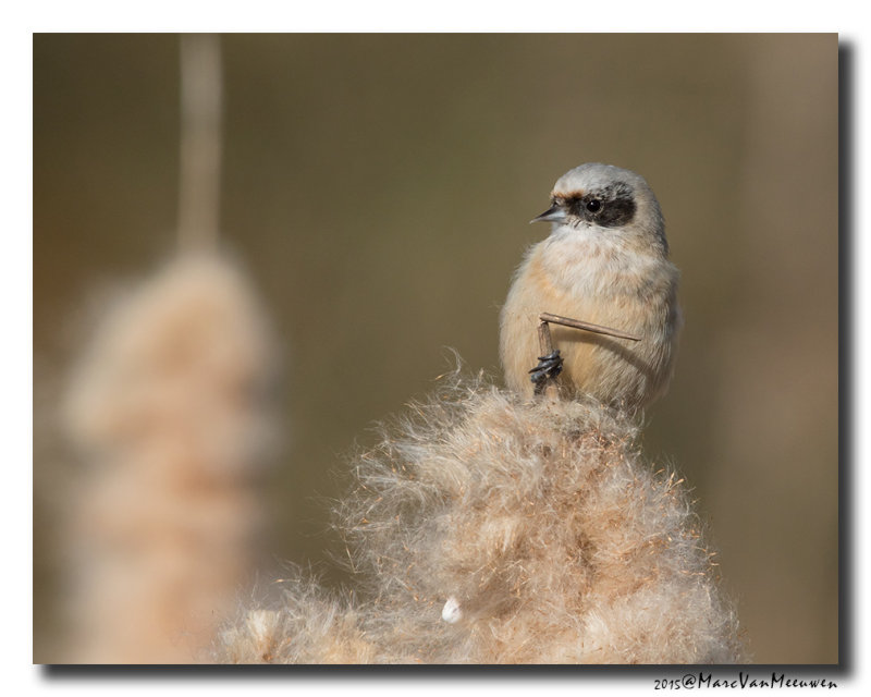 Buidelmees - Penduline Tit 20150313
