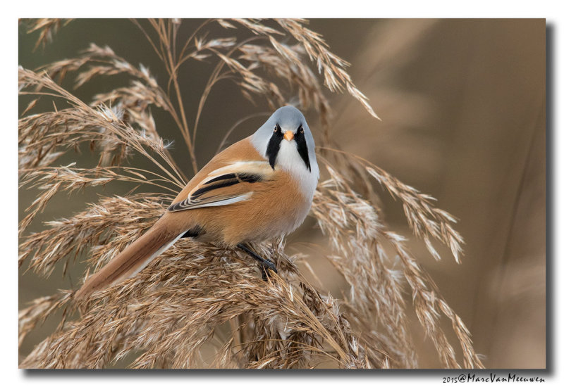 Baardman - Bearded Reedling 20151103