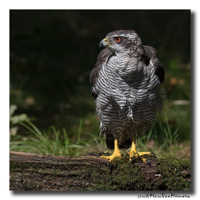 Havik - Northern Goshawk 20160818